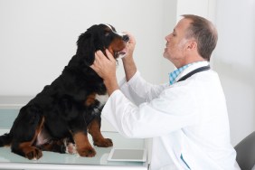 Caucasian veterinarian examining dog in office