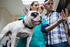 Low angle view of a bulldog at vet's office. Veterinarian and dog's owner are looking at medical scan.