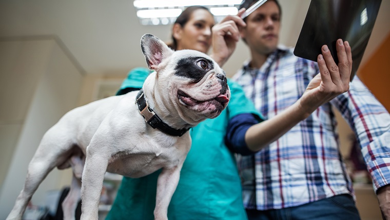 Low angle view of a bulldog at vet's office. Veterinarian and dog's owner are looking at medical scan.