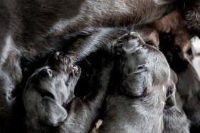 High angle close up of Black Labrador nursing puppies.