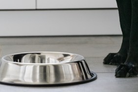 Dog Bowl Standing On Floor