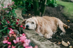 dog resting in garden