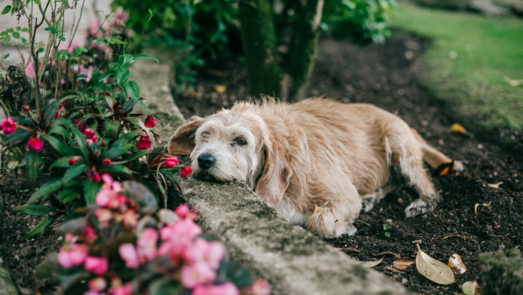 dog resting in garden