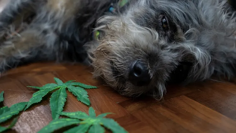 The dog sat and eats the cannabis sativa weed leaf.