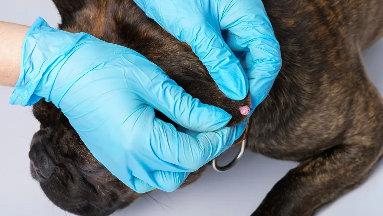 Papilloma on the dog's ear. Examination of neoplasms in animals in a veterinary clinic.