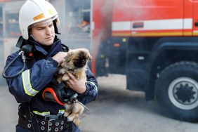 Fire Fighter carrying frightened dog from basement of smoke filled building.