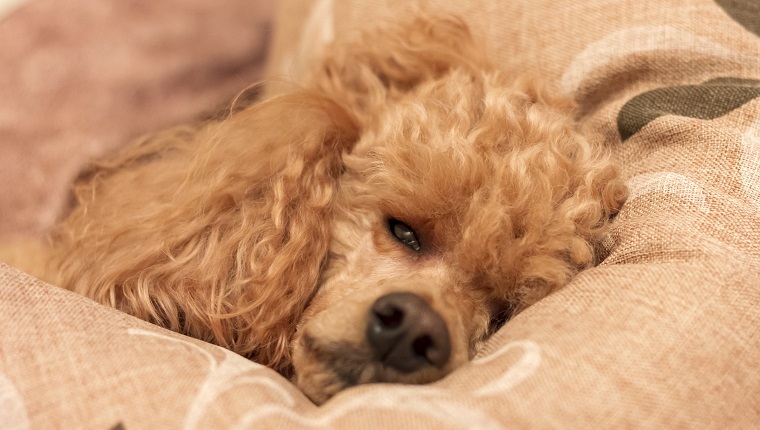 A sad sick tired poodle lies on the bed on a pillow.