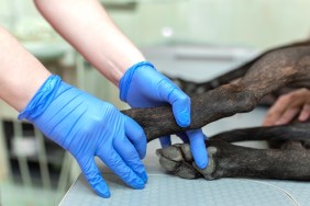 Professional veterinary in blue gloves hold down dog on a veterinary table during ultrasound exam.