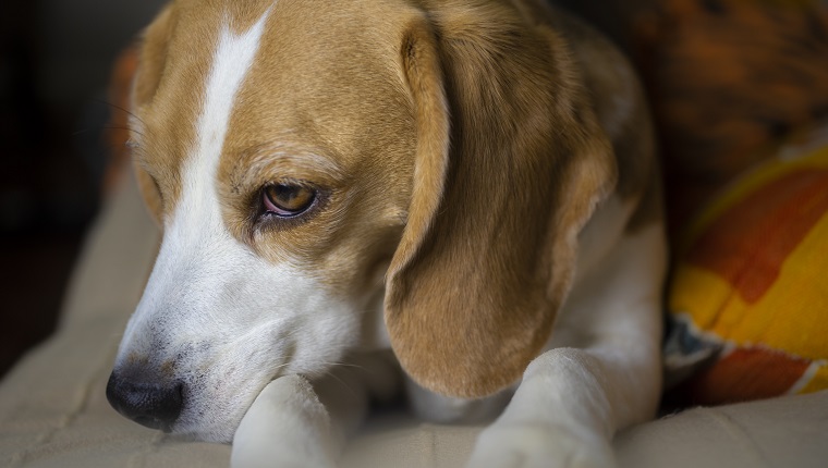 A Beagle dog resting in the bed, suffering from Beagle Pain Syndrome