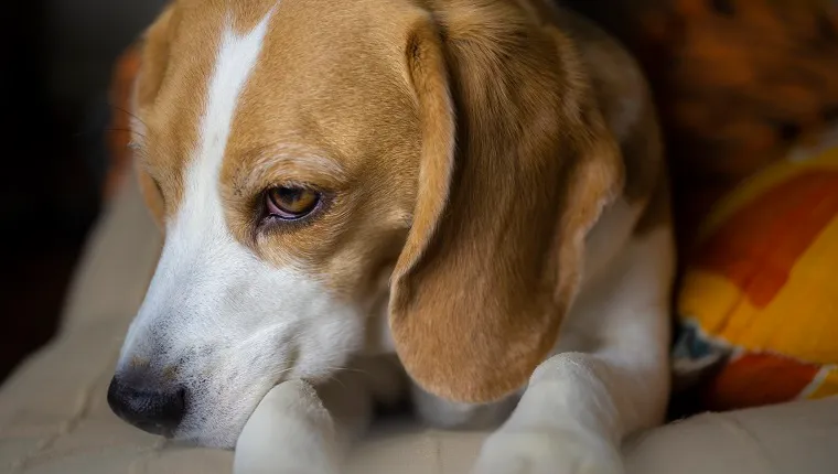 Un chien Beagle se reposant dans le lit, souffrant du syndrome de la douleur Beagle