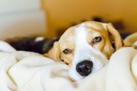 A beagle dog resting in the bed