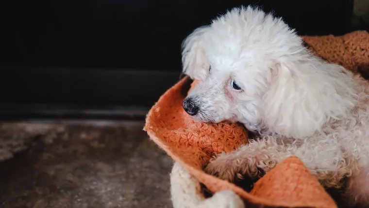 The white poodle dog is waiting for the owner with sadness.