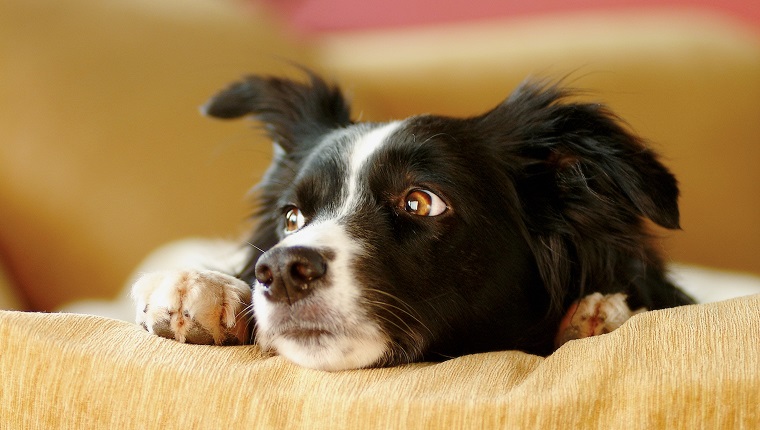 Close up of border collie dog looking sad on comfy chair in living room