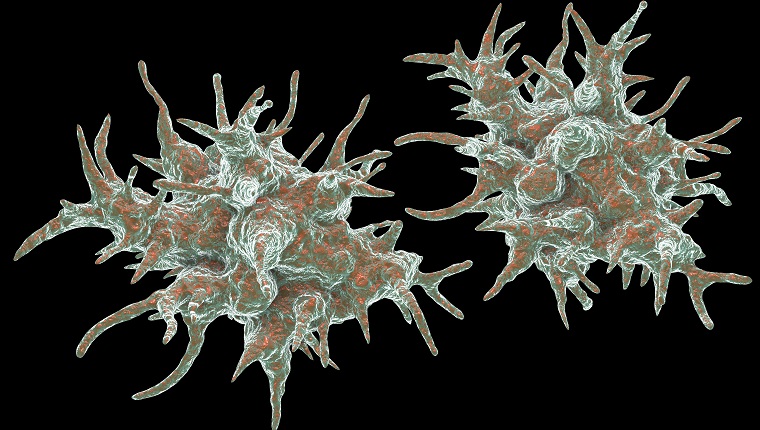 Acanthamoeba castellanii amoeba, computer illustration. This is the reproductive and infective stage of the organism, or trophozoite form. A. castellanii, a free-living single-celled organism, is found in all aquatic habitats and soil. It can infect the eye causing Acanthamoeba keratitis, a potentially blinding inflammation of the cornea. Although rare, infection is more common amongst contact lens wearers.