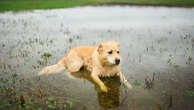 A blond dog sitting in water following a duck hunt in Central Alabama