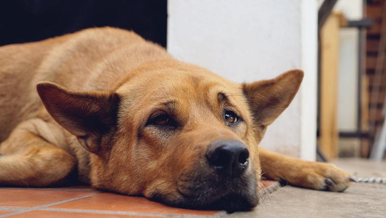 Sad dog laying down on floor at home / sleeping dog lonely animal homeless concept