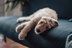 Young goldendoodle feeling cozy resting on the sofa and looking at camera.