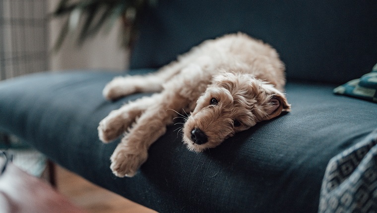 Young goldendoodle feeling cozy resting on the sofa and looking at camera.