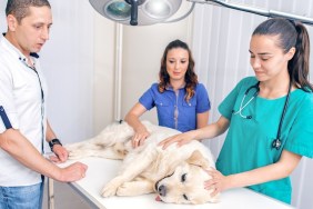 Dog in Animal Hospital