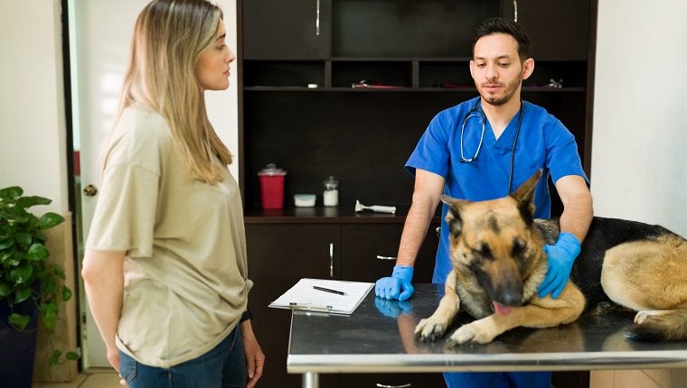 Handsome professional veterinarian giving bad news about the health of her sick old german shepherd dog. Woman owner listening to a male vet at the animal clinic