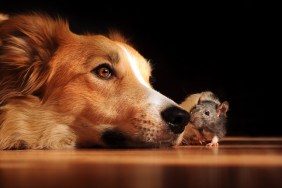 Dog and mouse are friends at home