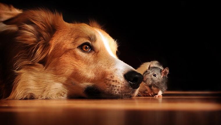 Dog and mouse are friends at home