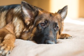 Lovely dog in home.