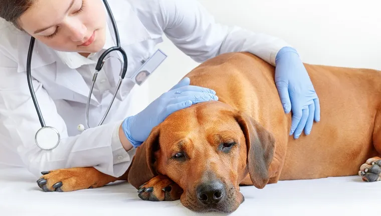 Female vet examining sick and sad Rhodesian ridgeback dog
