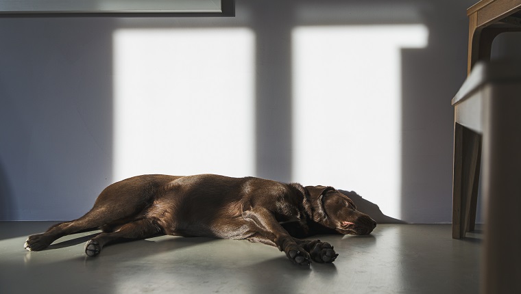Chocolate Labrador sleeping on the floor