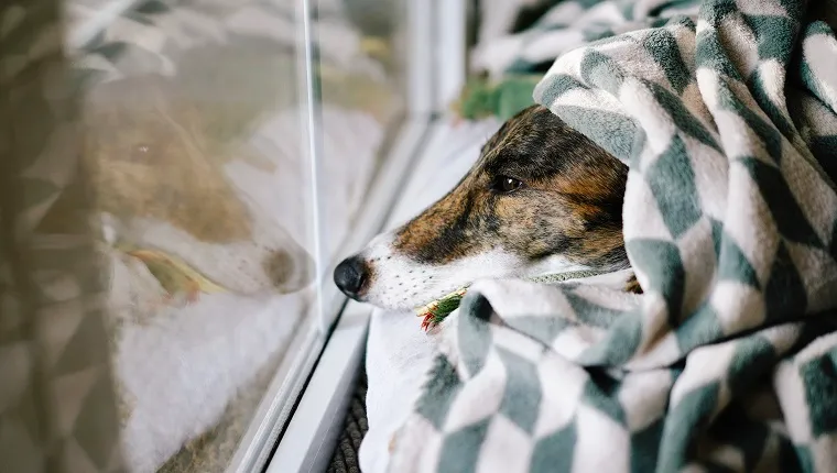 Cute greyhound dog lying comfy on his bed looking out through screen door