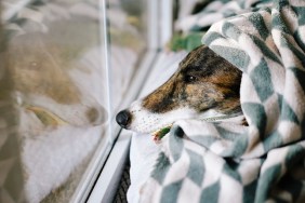 Cute greyhound dog lying comfy on his bed looking out through screen door