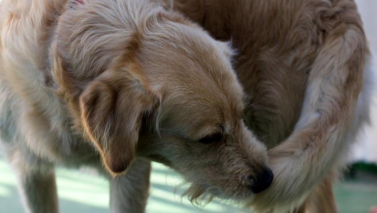 Close-Up Of Dog Lying Down