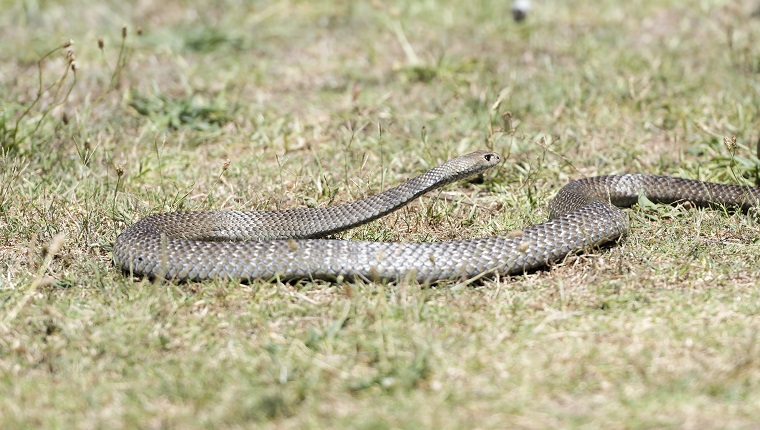 Eastern brown snake, Australia
