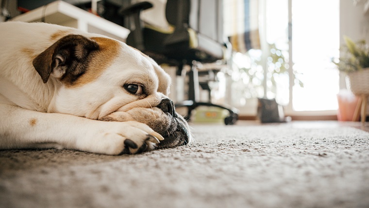 old english bulldog relaxed on the carpet at home.The home environment gives space for copy