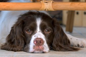 Depressed-looking English Springer Spaniel hiding under a table