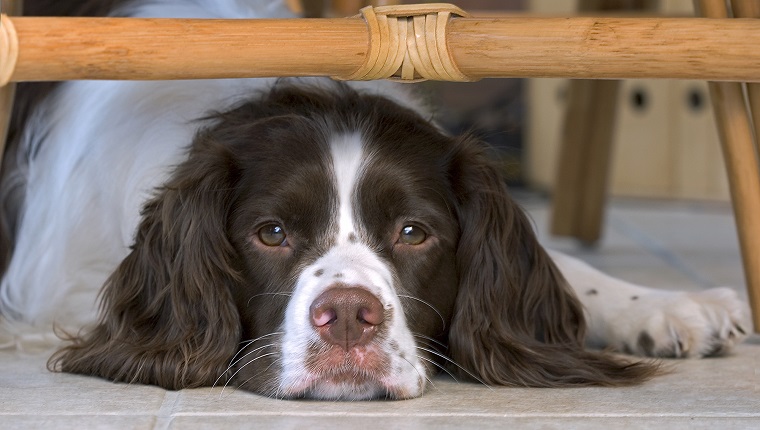 Depressed-looking English Springer Spaniel hiding under a table