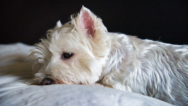 Sad white dog lying on a pillow.