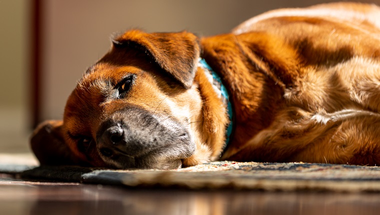 A medium-sized brown, white and graying mixed-breed dog sleeping on an are rug as sunlight spills in through a window.