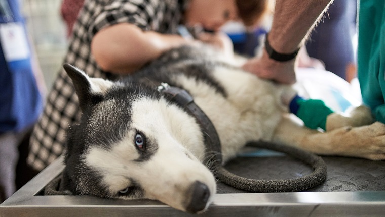 Domestic dog at ultrasound diagnostic doctor veterinary control campaign.