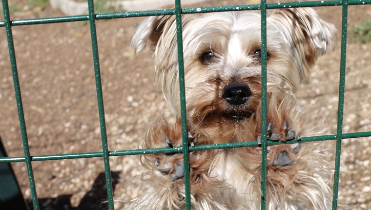 Small dog waiting in a cage.