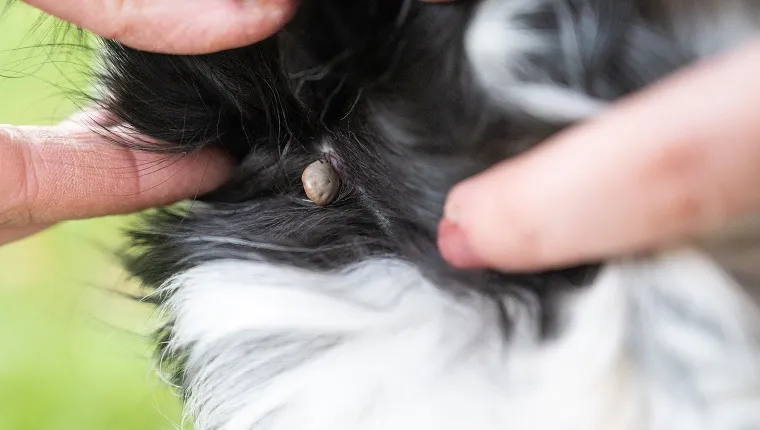 Tick ​​attached to the skin of a dog and sucking blood. Berlin, Germany