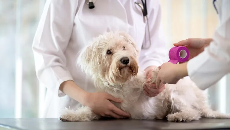 Sad little Maltese dog raises paw while vet bandages it.