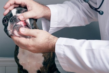 Veterinary doctor examing teeth of dog boston terrier portrait
