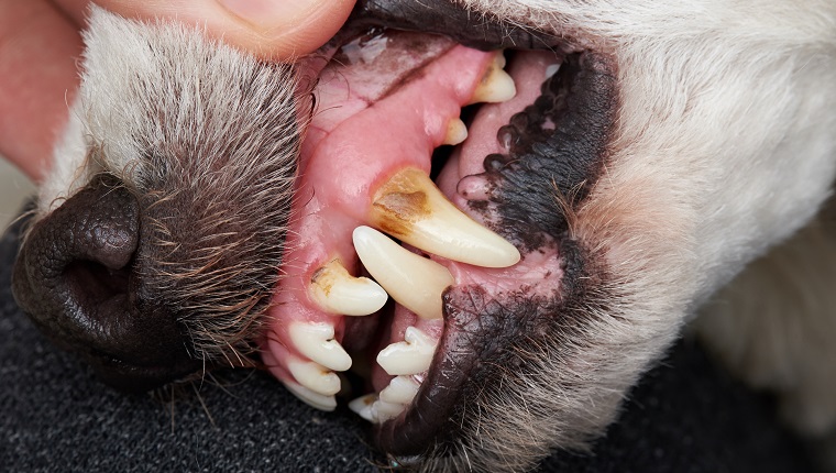 Bad Breath (Halitosis) In Dogs: Symptoms, Causes, & Treatments - DogTime