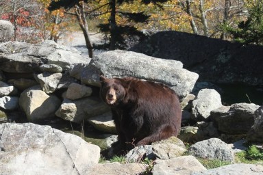 A wild animal, black bear, in its natural habitat