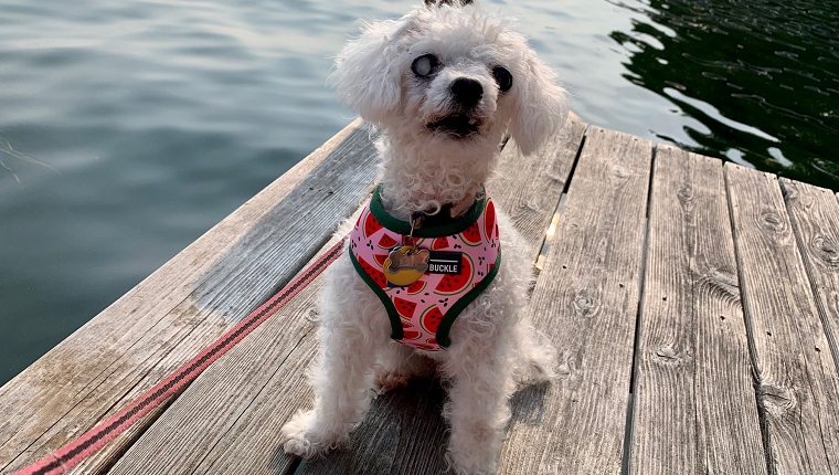 leia in her harness on the dock