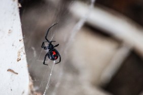 A Black Widow Spider travels along her web
