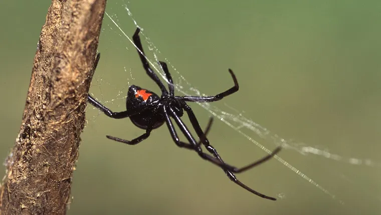 Black Widow Spider spinning her web.