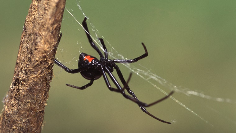 Black Widow Spider Poisoning In Dogs: Symptoms, Causes, & Treatments