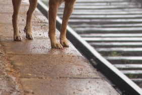 stray dog, Sri Lanka, Nanu-Oya Train Station